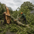 Storm Damage & Emergency Tree Work