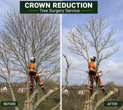 Crown Reduction