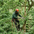 Tree Pruning