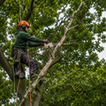 Deadwood Removal