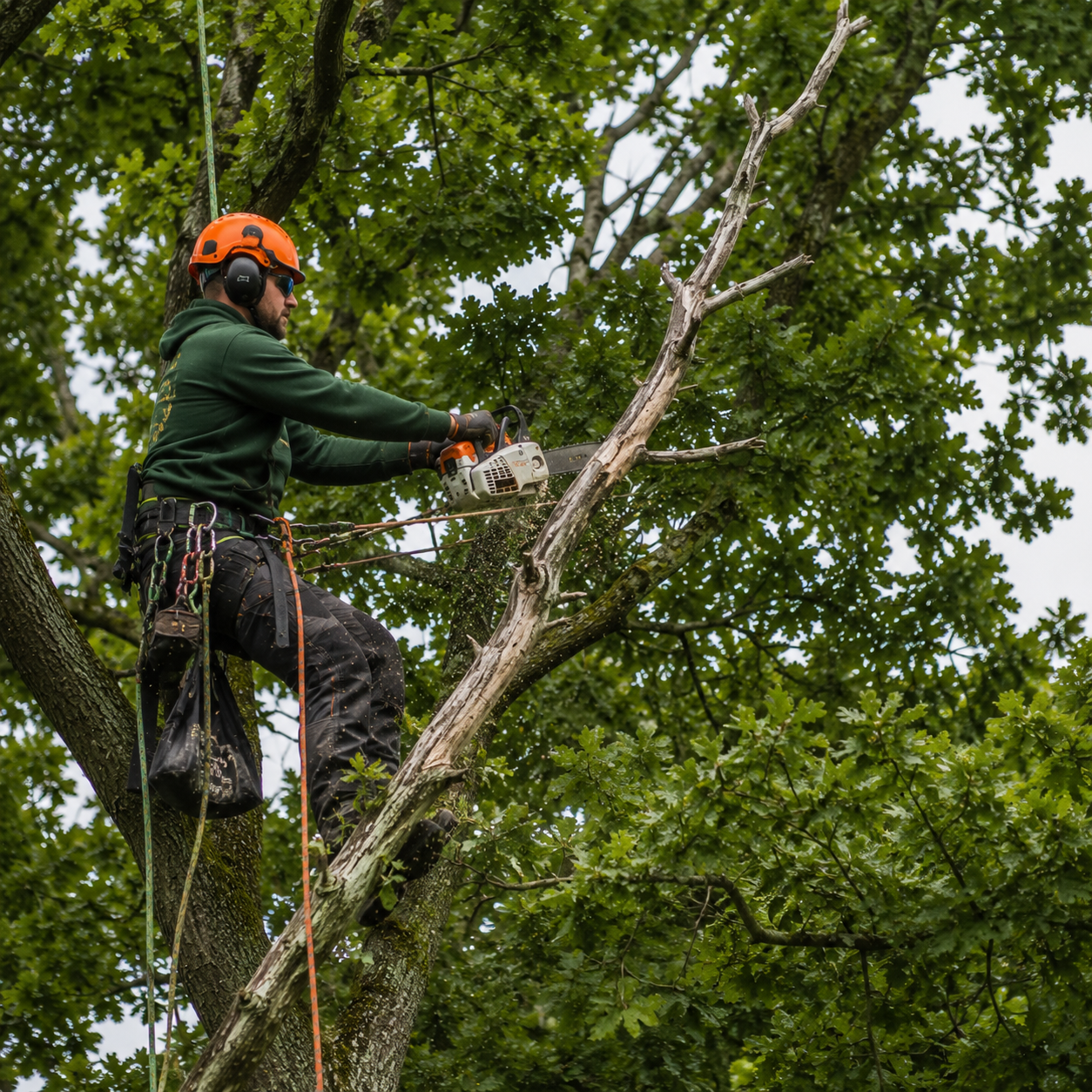 Deadwood Removal
